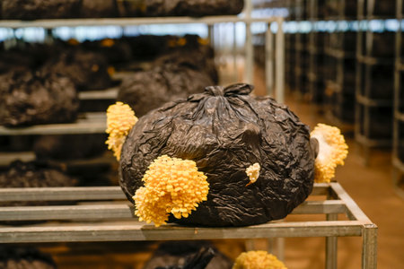 Champignons and other hybrids of edible mushrooms growing on a mushroom farm. Mushroom production industry.の写真素材