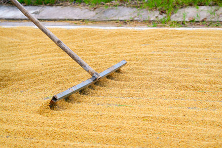 Dry rice grains under the bright sunlight in an outdoor setting. This traditional farming method...