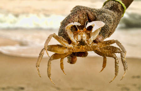 Live crabs and daring adventure