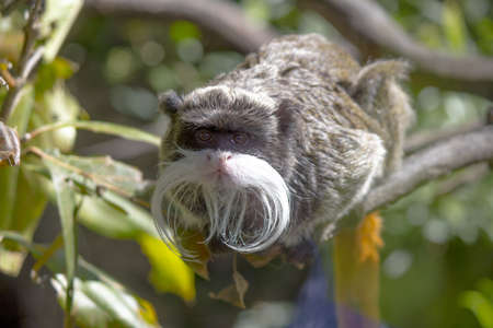 Mustachioed monkeyの写真素材