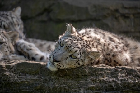 Face of female white snow leopard laying on the ledgeの写真素材