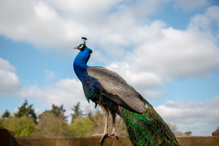 Peacock on wooden fenceの写真素材