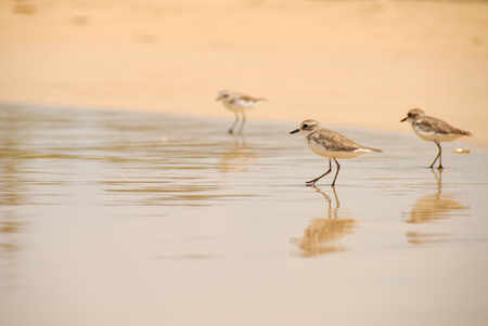 female kentish plover