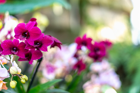 Beautiful colorful exotic orchid flowersの写真素材