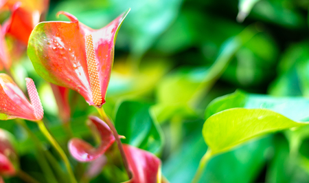 Beautiful colorful exotic orchid flowersの写真素材