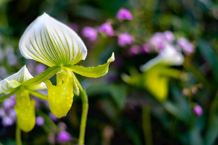 Beautiful colorful exotic orchid flowersの写真素材