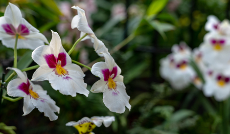 Beautiful colorful exotic orchid flowersの写真素材