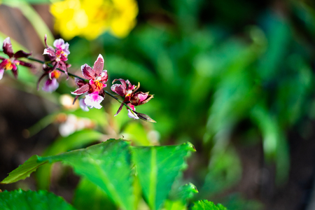 Beautiful colorful exotic orchid flowersの写真素材