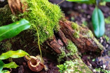 carnivorous pitcher plant and mossの写真素材