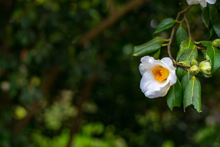 White camellia flower on the tree branchの写真素材