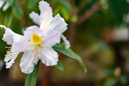 White single Rhododendron Scopulorum flowerの写真素材