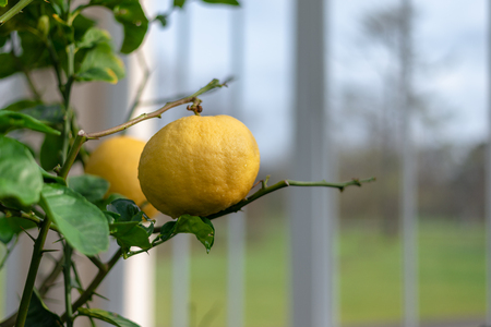 Golden lemon fruit on the branchesの写真素材