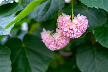 Pink Snowball - Dombeya cayeuxii blooming with pink flowers.の写真素材