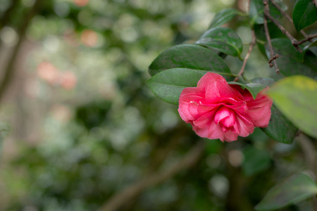 Red flower at forest tree on tree branchの写真素材