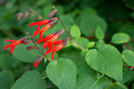 Red Salvia gesneriflora gesneriiflora flowersの写真素材