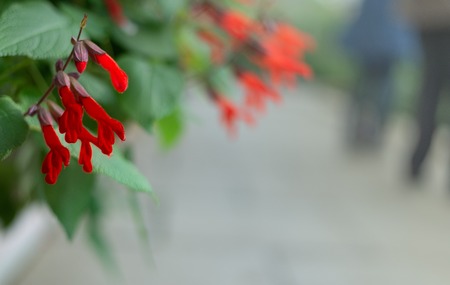 Red Salvia gesneriflora gesneriiflora flowersの写真素材