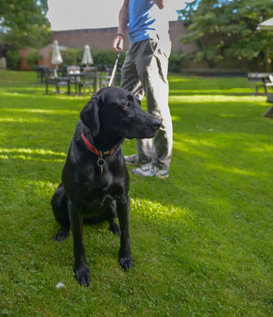 Man holding a leashed black dogの写真素材