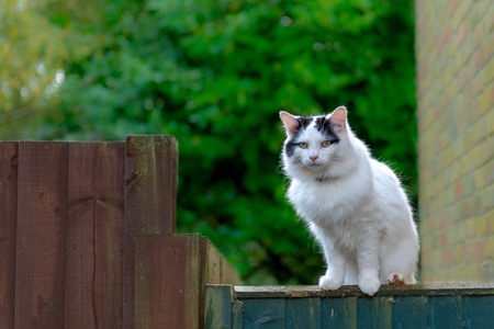 Beautiful white bigcat sitting on the fenceの写真素材