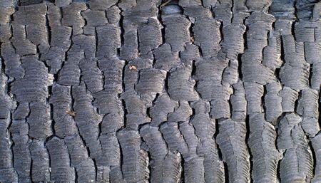 burnt wood textureの写真素材
