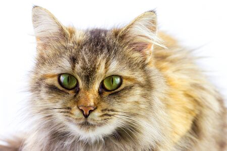 cat on a white backgroundの写真素材