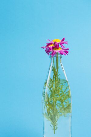 flowers in glass bottle on blue backgroundの写真素材