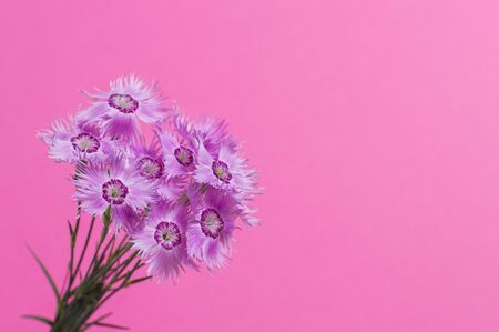 flowers on a pink backgroundの写真素材
