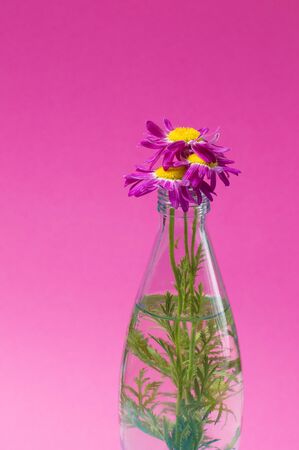 flowers in a glass bottle on a pink backgroundの写真素材
