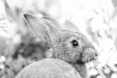 black white photo rabbit eating grassの写真素材