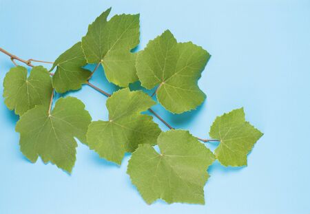 green branch of grapes on a blue backgroundの写真素材