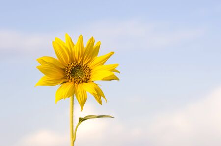 sunflower flower against blue skyの写真素材