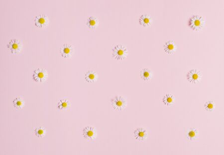 small daisy flowers on colored paperの写真素材