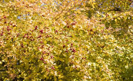 shrub of red iced berriesの写真素材