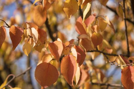 yellow-orange autumn leaves on a branchの写真素材