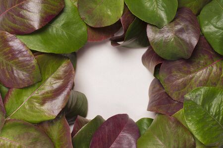 red-green leaves in the center of a white square