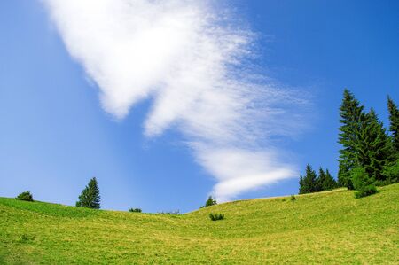 spruce slope and sky in the distanceの写真素材