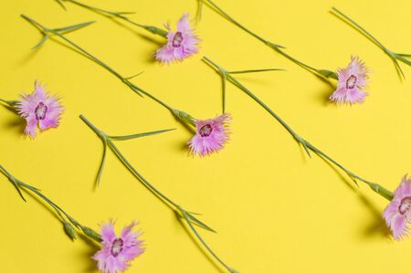 flowers on a yellow backgroundの写真素材