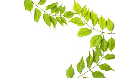green leaves on white backgroundの写真素材