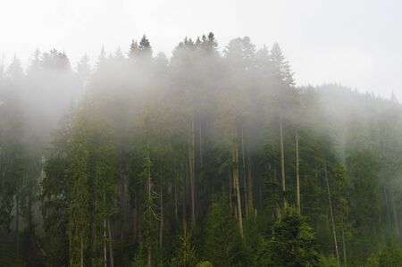 fog in the trees, in the forest, sunset, dawn, overcast, nature, paddlingの写真素材