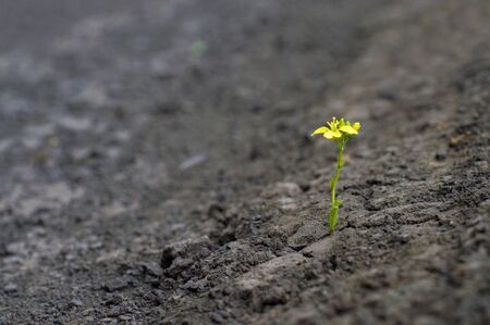 small plant with a yellow flower, grows in a dried earth, the concept of confrontationの写真素材