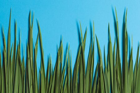 green grass on a blue backgroundの写真素材