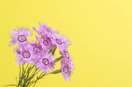 flowers on a yellow backgroundの写真素材