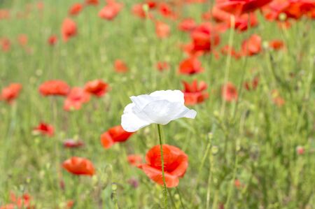 white poppy flower on red poppies backgroundの写真素材