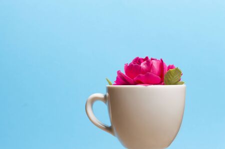 cup with flower inside on blue backgroundの写真素材