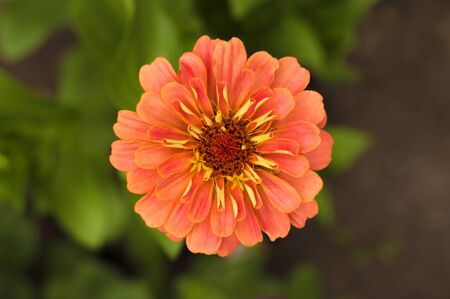 flower carrot color against the groundの写真素材