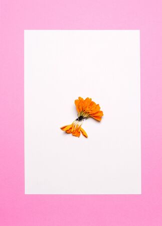flower in the center of a white sheet on a pink backgroundの写真素材