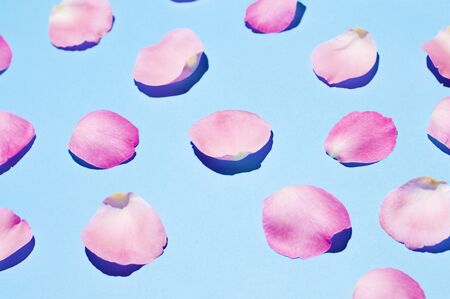 flower petals on blue backgroundの写真素材