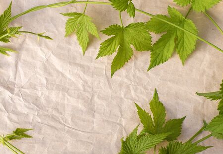 wild grape vine on crumpled paper background