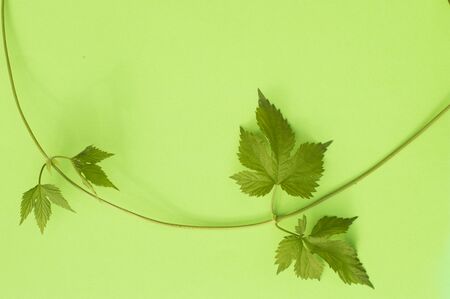 wild grape vine on green background