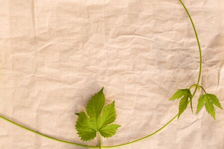 wild grape vine on crumpled paper background