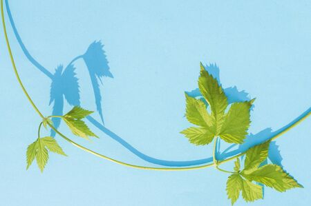 wild grape vine on blue backgroundの写真素材